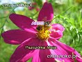 Akcent - Pszczółka Maja [karaoke]