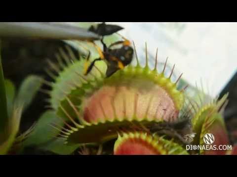 Хищное растение Венерина мухоловка - Venus flytrap