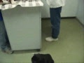 Murphy litter #3 & Ludwig at Pet Hospital, 11 5 09