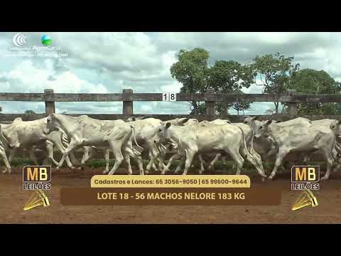 525� LEIL�O VIRTUAL MB LEIL�ES