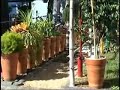 Jardim Sensorial - APAE Bauru