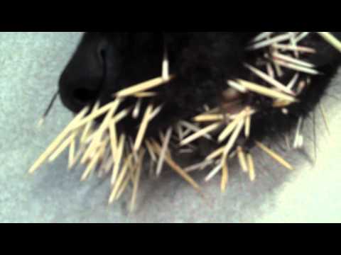 how to remove quills from a dog