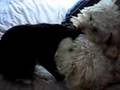 Lynzy and Romeo