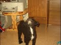 perro lanudo - rockin\ perro lanudo - rockin\