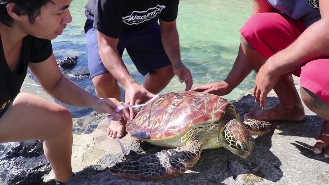 MNRE attends to “captured turtle” caseIsland reported from Manono