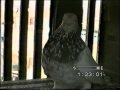 ���� ���� - ������...