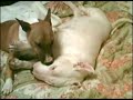 English Bull Terrier Dogs \"Kissy Face\"