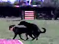 perros garchando desaforadamente