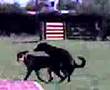 perros garchando desaforadamente
