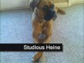 The Many Faces of Heineken Our  Boxer   Dog