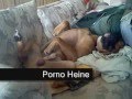Funny Pictures and Faces of Boxer Dog Heineken