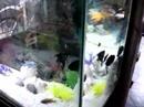MEU AQUARIO DE 1,70X70X40RIO DE JANEIROWWW.FLAVIODECOR.COM 