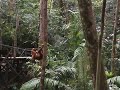 Orang Utangs at Semmengoh, Sarawak