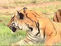 The Baby Tiger That\