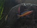 Afzetten Paracyprichromis nigripinnis