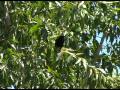 Bird flyaway summer in Colorado - YouTube
