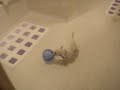 Milo Going Insane With Ball.