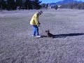 Australian Terrier AKC rally demo