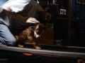 my 10week old pitbull puppy on a treadmill