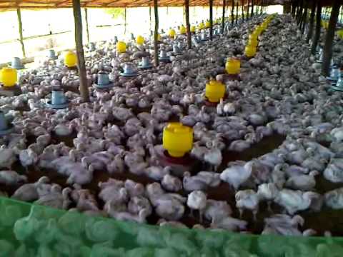 bukhari poltry farm makli pakistan dairy farming part 2 milking