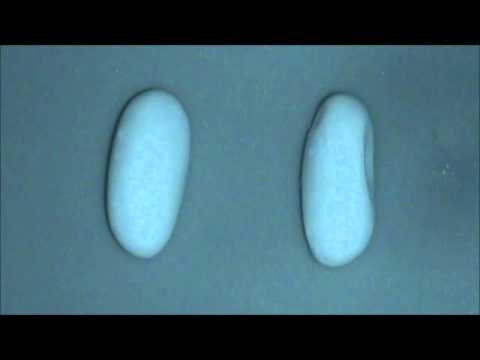 how to fertilize gecko eggs