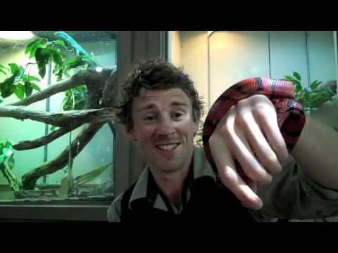 zootube - Frogs that use their eyes to help them swallow? Snakes that swallow food bigger than their head in one bite? Check out the first Melbourne Zootube: Biting Qu...