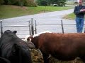Beef Video 1