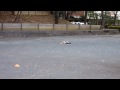 Toy racing radio cars