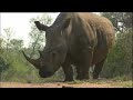 Ultimate Killers: Black Rhino Charge Ultimate Killers: Black Rhino Charge