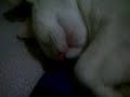 Gatos também roncam! Gatos também roncam!
