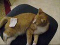 Re: How To Annoy Your Cat... The Nice Way!