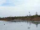 Sandhill Cranes in Okefenokee 1/2/07 part 3 Sandhill Cranes in Okefenokee 1/2/07 part 3