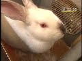 Cunicultura Peruana es Conejos Berer Cunicultura Peruana es Conejos Berer
