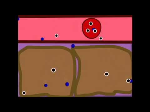 AP1: PROTEINS: TRANSPORT