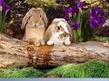 los animales le cantan a los humanos