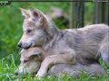los animales le cantan a los humanos