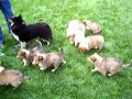 akc-cute-baby-puppy-sheltie-shetland-sheepdog-2.html