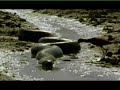 Anaconda
