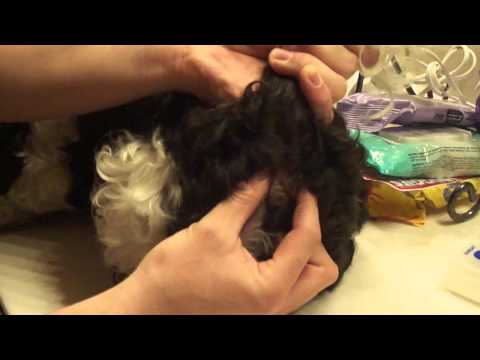 how to get rid of shih tzu smell