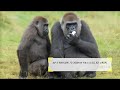 Zoo photography Nikon tutorial