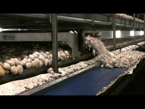 Mushroom - Mushroom harvesting machine for cannery. Over the years, proved to be a very successful machine. Oogstmachine voor conserven champignons. Door de jaren heen ...
