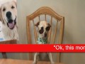 Dog Walking at Night: Safety Tips from Hank Jr., Villa La PAWS