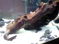 Oscars, plecos, Fire-eel, catfish, keyholes & polypterus 1