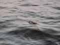 Bwca clips from 04 06 and 07