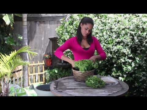 how to harvest leaf lettuce