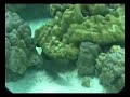 Coral reefs Coral reefs