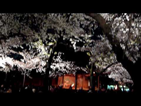 靖国神社 夜桜能