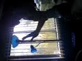 taniel