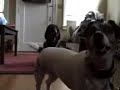 Otis sings the Vonage theme
