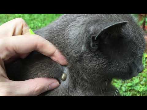video-linktoworks-Fat Tick removed from Fat Cat. - YouTube